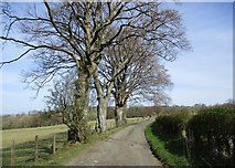 NS7244 : Trees by the road to Tweediehall by Alan O'Dowd