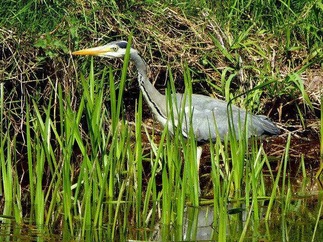 Heron hiding along the Campsie bank of the Camowen River