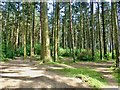 Paths through Tipperary Wood