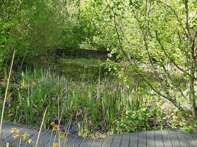 Kirkstall Valley Nature Reserve: pond