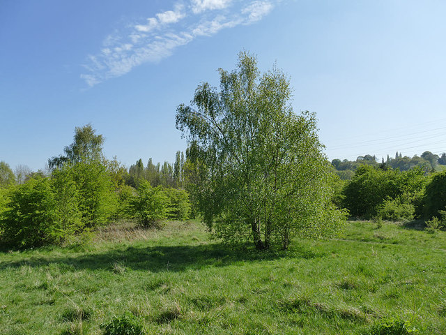 Kirkstall Valley Nature Reserve: meadow area