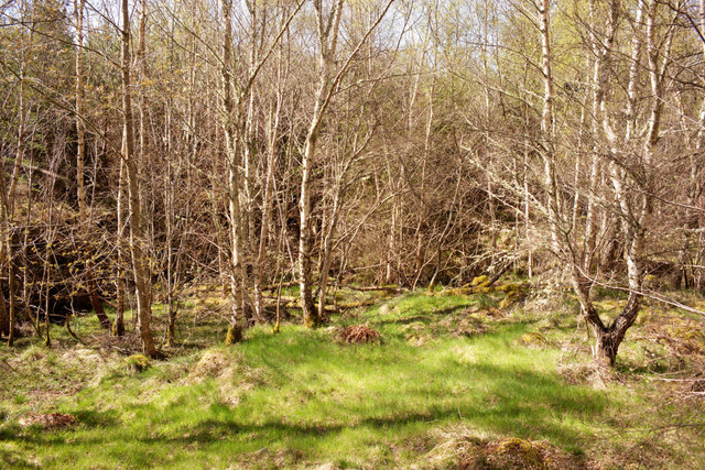 Woodland and grass by Muirton Burn, Shantullich Wood