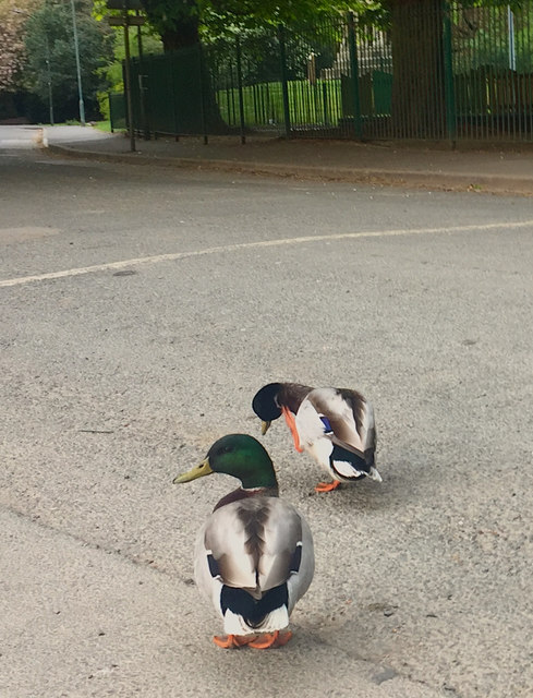 Mallards in Pearson Park, Hull