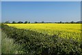 Flowering rape and hedgerow