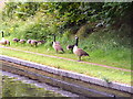 Canada geese feeding on the towpath, Winson Green, Birmingham