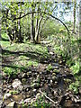 Tiny beck above the Ure