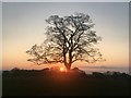 Sycamore tree at sunset