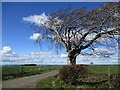 Lone tree by the Heads road