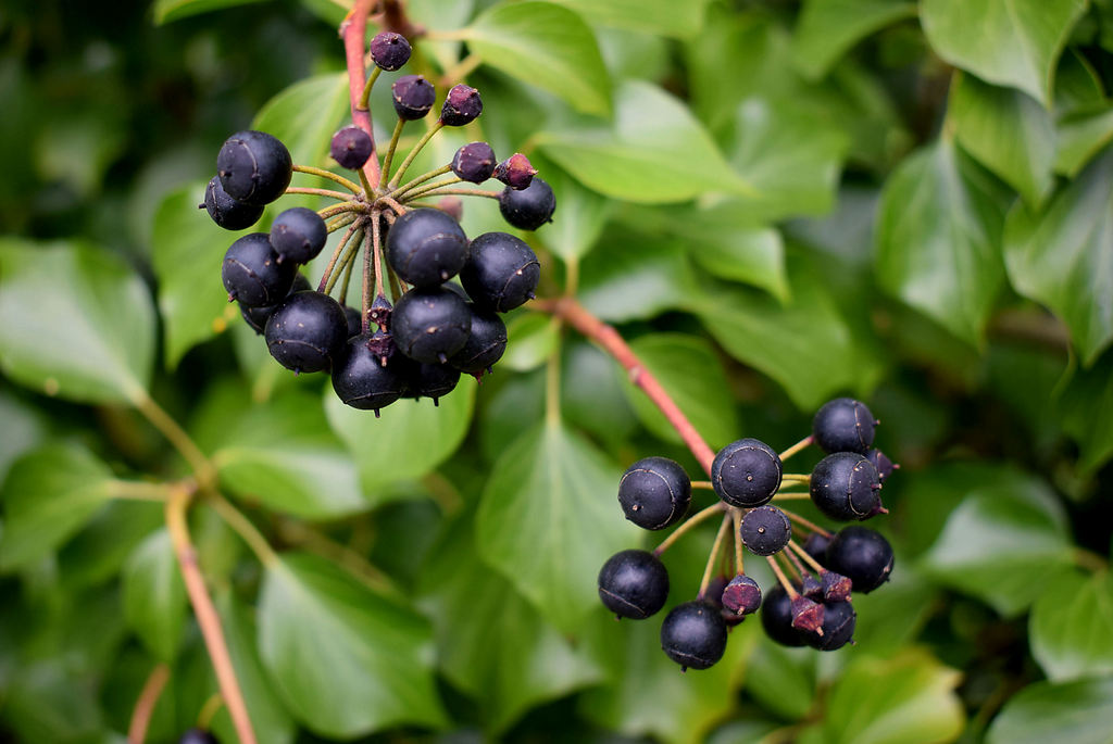 Clusters of ivy berries, Campsie © Kenneth Allen :: Geograph Ireland