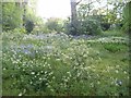 Bluebells and cow parsley