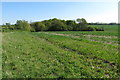 Footpath towards Old Wood