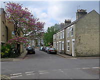 TL4557 : Blossom on Cross Street by John Sutton