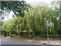 Willow trees on Deansway, Hampstead Garden Suburb