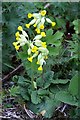 NZ1266 : Cowslip (Primula veris), Heddon Common by Andrew Curtis