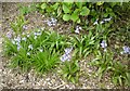 SJ9594 : A small group of bluebells by Gerald England