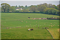 Thelbridge : Countryside Scenery