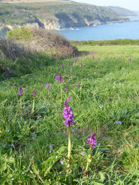 Early Purple Orchid (Orchis mascula) in a field above Maenporth beach