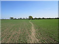 Footpath to Barnby in the Willows