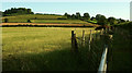 Sheep pasture near Yewtree House