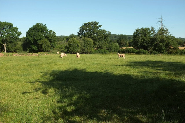 Sheep near Dogditch Brook