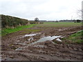 Muddy field and hedgerow, Ranton