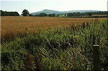 SO5476 : Wheat near Henley Farm by Derek Harper