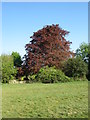 Copper beech beside Clifton Down