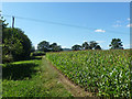 Field edge near Lower Barn