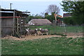 Berrichon sheep in Yarburgh