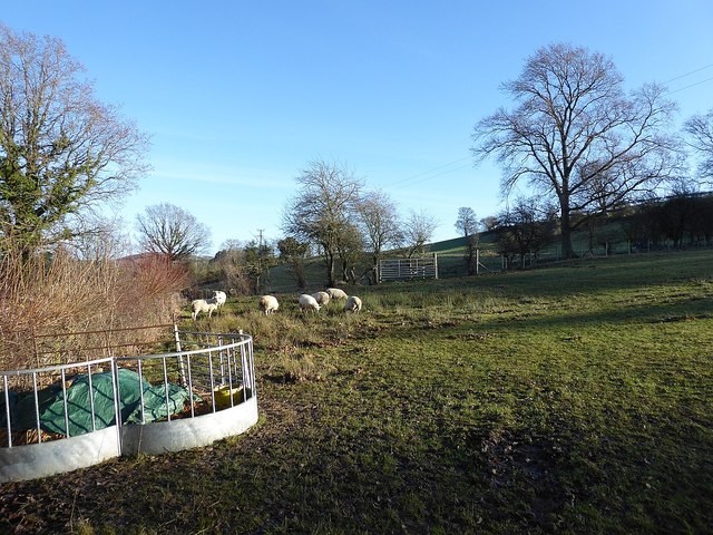 Sheep in small pasture