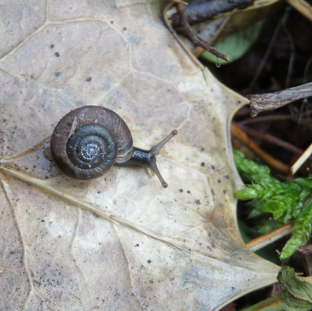 Smooth Glass Snail in my compost heap