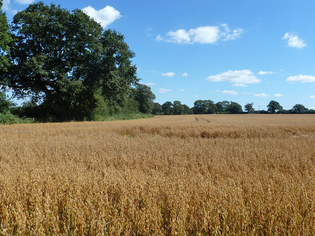 Field of oats, Bepton