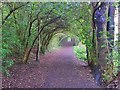 Track on Brincliffe Edge