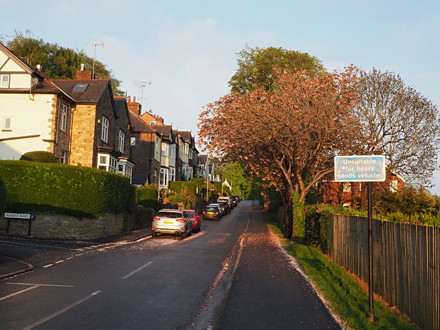 Brincliffe Edge Plantation Sheffield Area Information Map Walks And More 8152