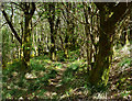 Woodland path near Auchalton Meadow