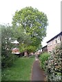 Trees in Westrick Walk, Prestwood