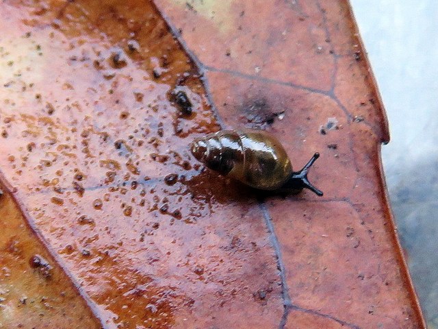 Slippery or Moss Snail