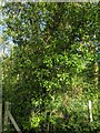 TF0820 : Ivy tree by Bob Harvey