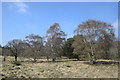 Trees on the trail...