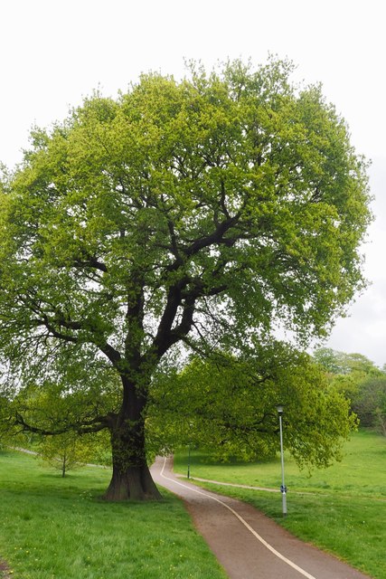 Vintage oak on University Park