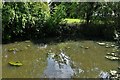 Southolt: Drainage pond