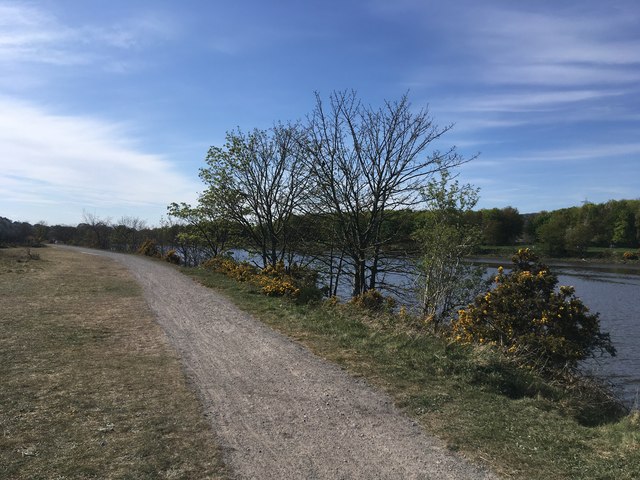 Ryton Willows © Anthony Foster :: Geograph Britain and Ireland