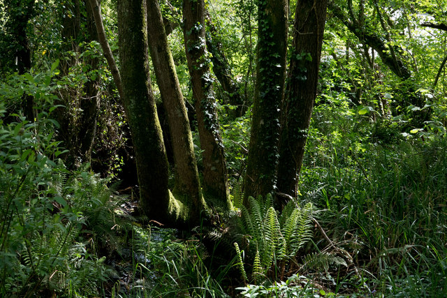 Descendants of prehistoric plants near Bickleton