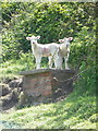 SU7721 : Sheep sisters exploring a drain cover by Martyn Pattison