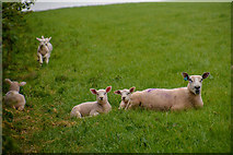 SS7811 : Thelbridge : Grassy Field & Sheep by Lewis Clarke