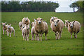 East Worlington : Grassy Field & Sheep