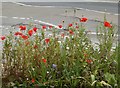 Town centre wildflowers Faversham