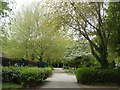 Path in Faversham Cemetery