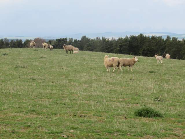 Sheep and lambs near Horseley in the Scottish Borders