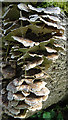 NJ3459 : Fungi by Anne Burgess